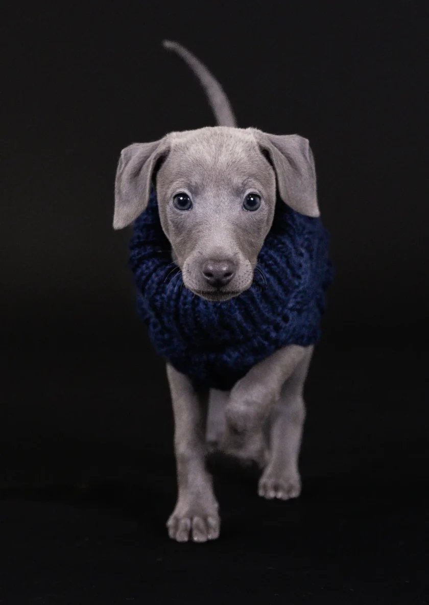 Pull en laine bleu marine pour chiens