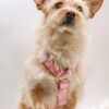 Harnais Classique pour Chien Coloris Cloudberry