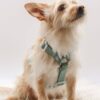 Harnais classique pour chien Hunter Sky