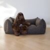 Lit pour Chien Bouclé Mocca - Modèle Billy