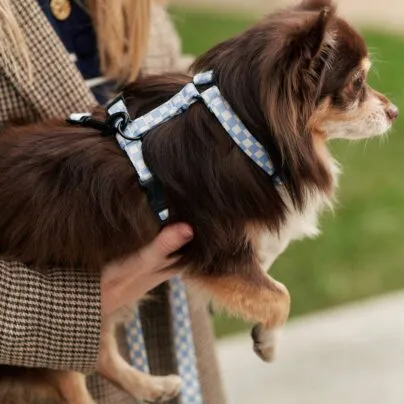 Harnais pour chien en Vichy Blue  Juno