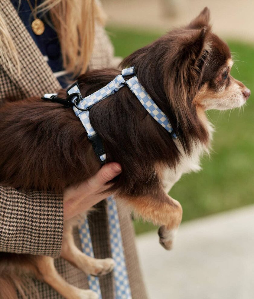 Harnais pour chien en Vichy Blue  Juno