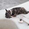 Porte-Sac à Crottes MEMO - Pratique et Discret pour Chiens
