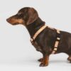 Harnais pour chien  orange Juno