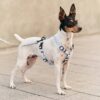 Harnais pour chien en Vichy Blue  Juno