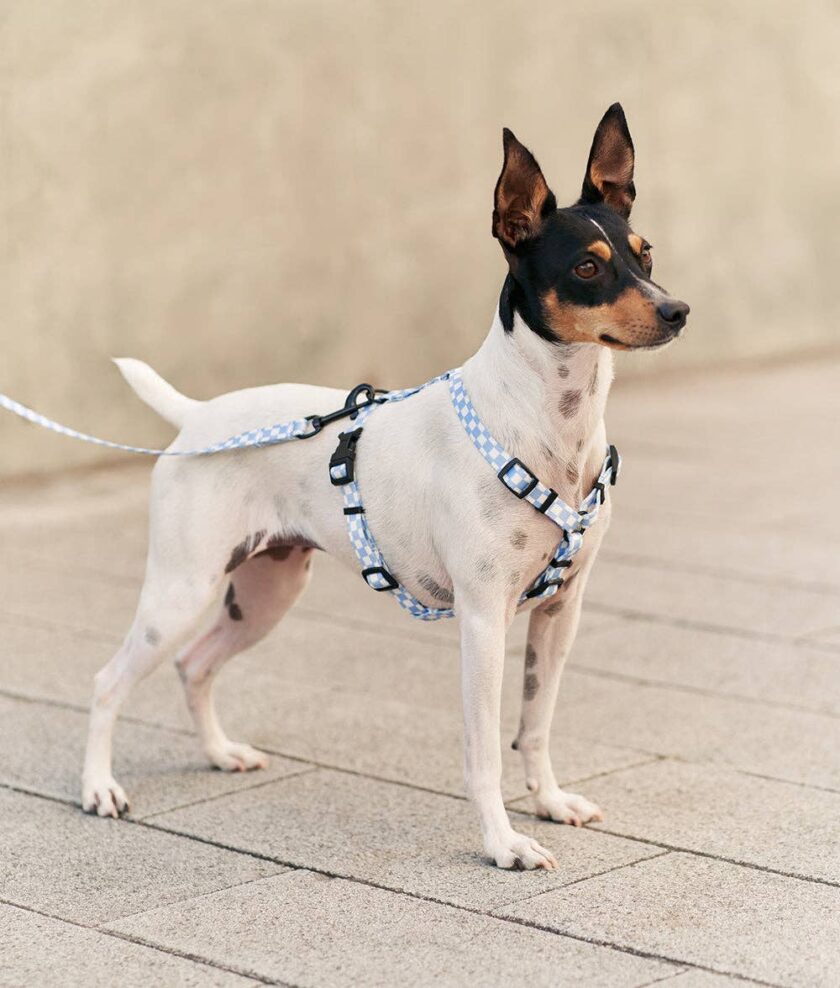 Harnais pour chien en Vichy Blue  Juno