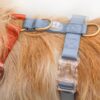Harnais pour chien classique Desert Dawn