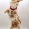 Harnais pour chien classique Rosewood - Promenade en toute élégance et sécurité