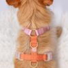 Harnais Classique pour Chien Coloris Cloudberry