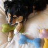 Jouet pour chien - Os en Laine