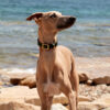Hound Leather Dog Collar | Green