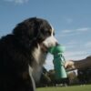 Gourde portable pour chiens Médium 44cl - Springer