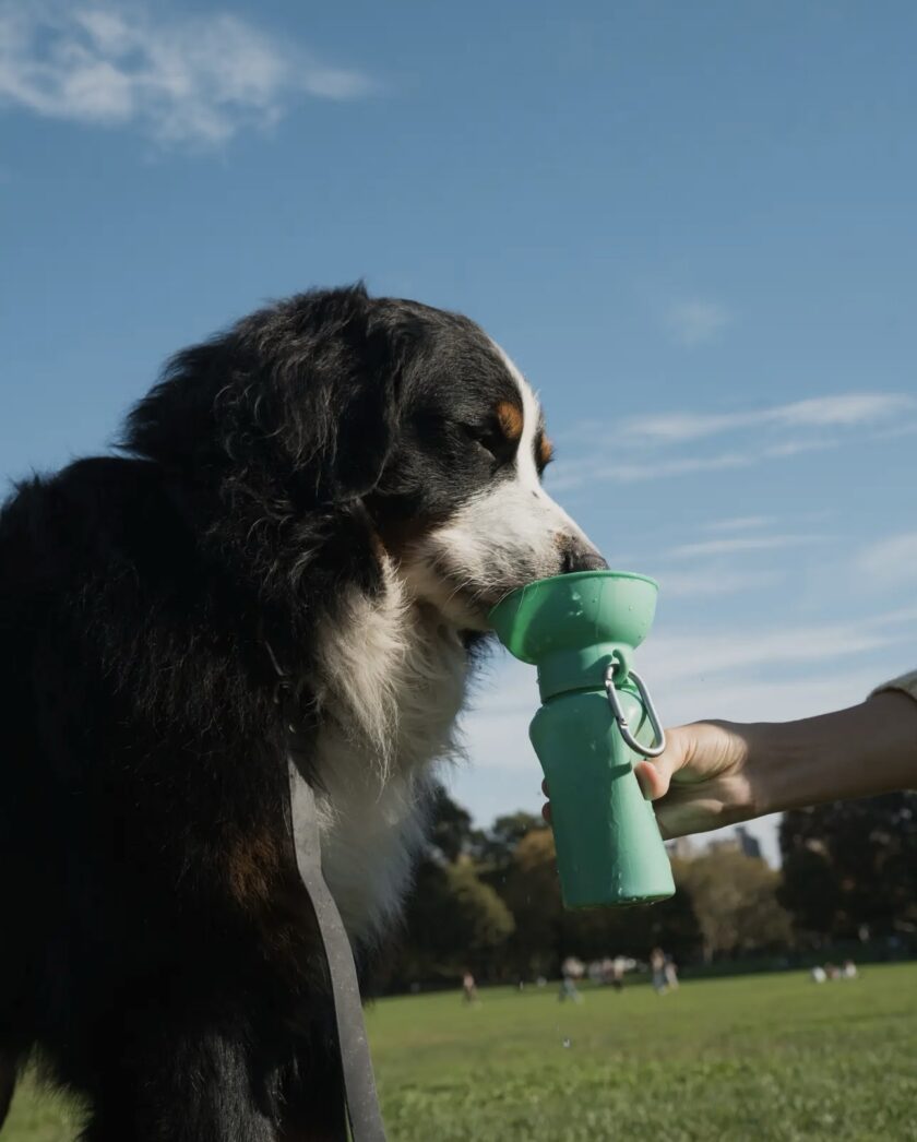 Gourde portable pour chiens Médium 44cl - Springer