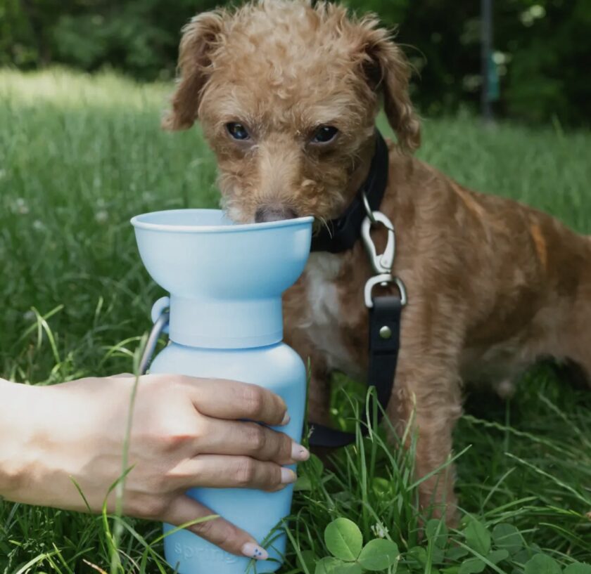 Gourde portable pour chiens Médium 44cl - Springer