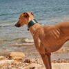 Hound Leather Dog Collar | Green