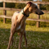 Hound Leather Dog Collar | Green