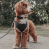 Harnais bouclé midnight
