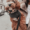 Harnais bouclé midnight