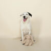 Peluche pour chiens - Lapin couineur