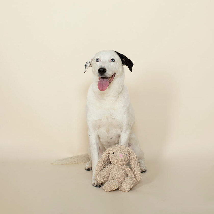 Peluche pour chiens - Lapin couineur