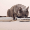 Gamelle pour chat (3 coloris au choix)