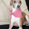 Bandana micro vichy rouge