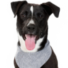 Bandana micro vichy noir