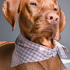 Bandana Vichy baie