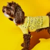 Pull pour chiens 100% laine motif bandana