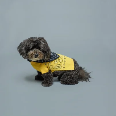 Pull pour chiens 100% laine motif bandana