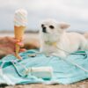 Collier pour chien ice cream