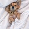 Collier pour chien léopard