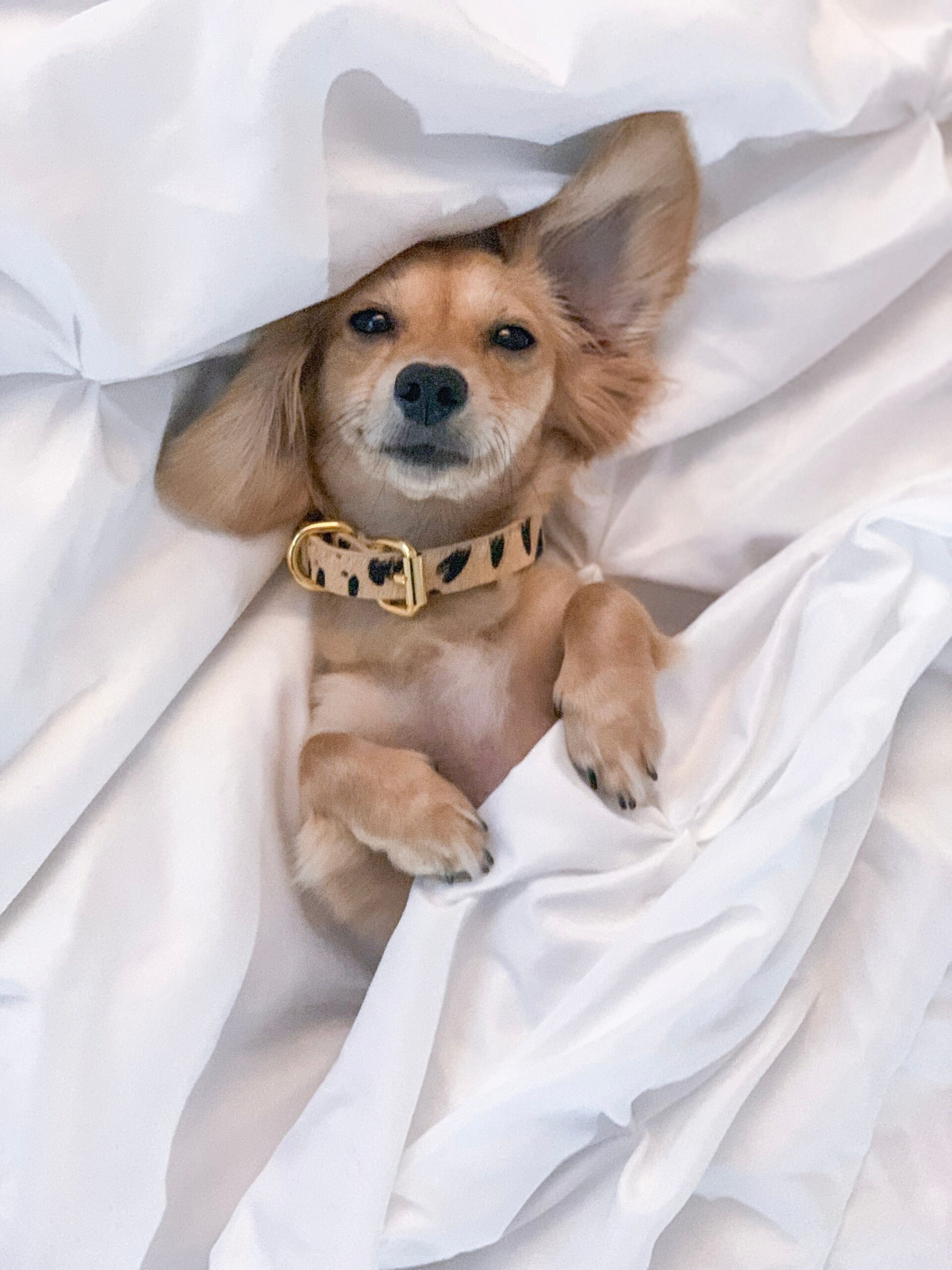 Collier pour chien léopard