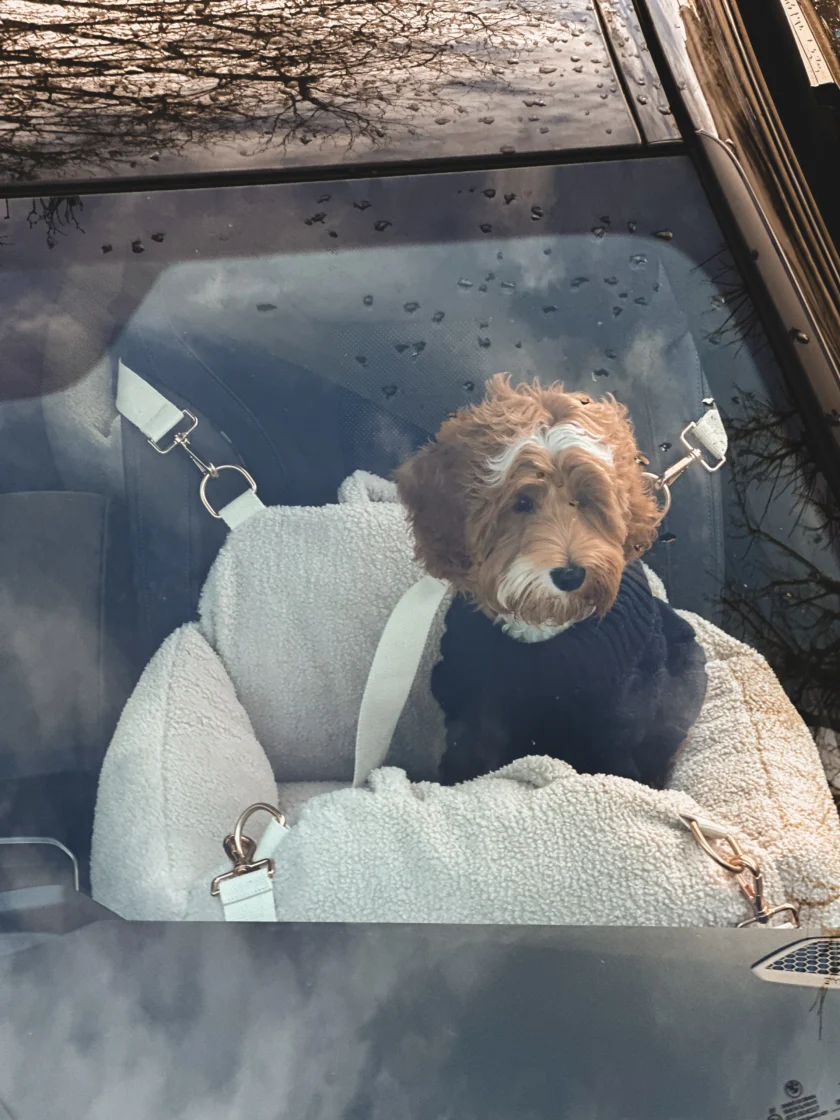 Siège voiture pour chien sécurisé