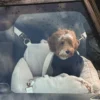 Siège voiture pour chien sécurisé