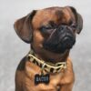 Collier pour chien léopard