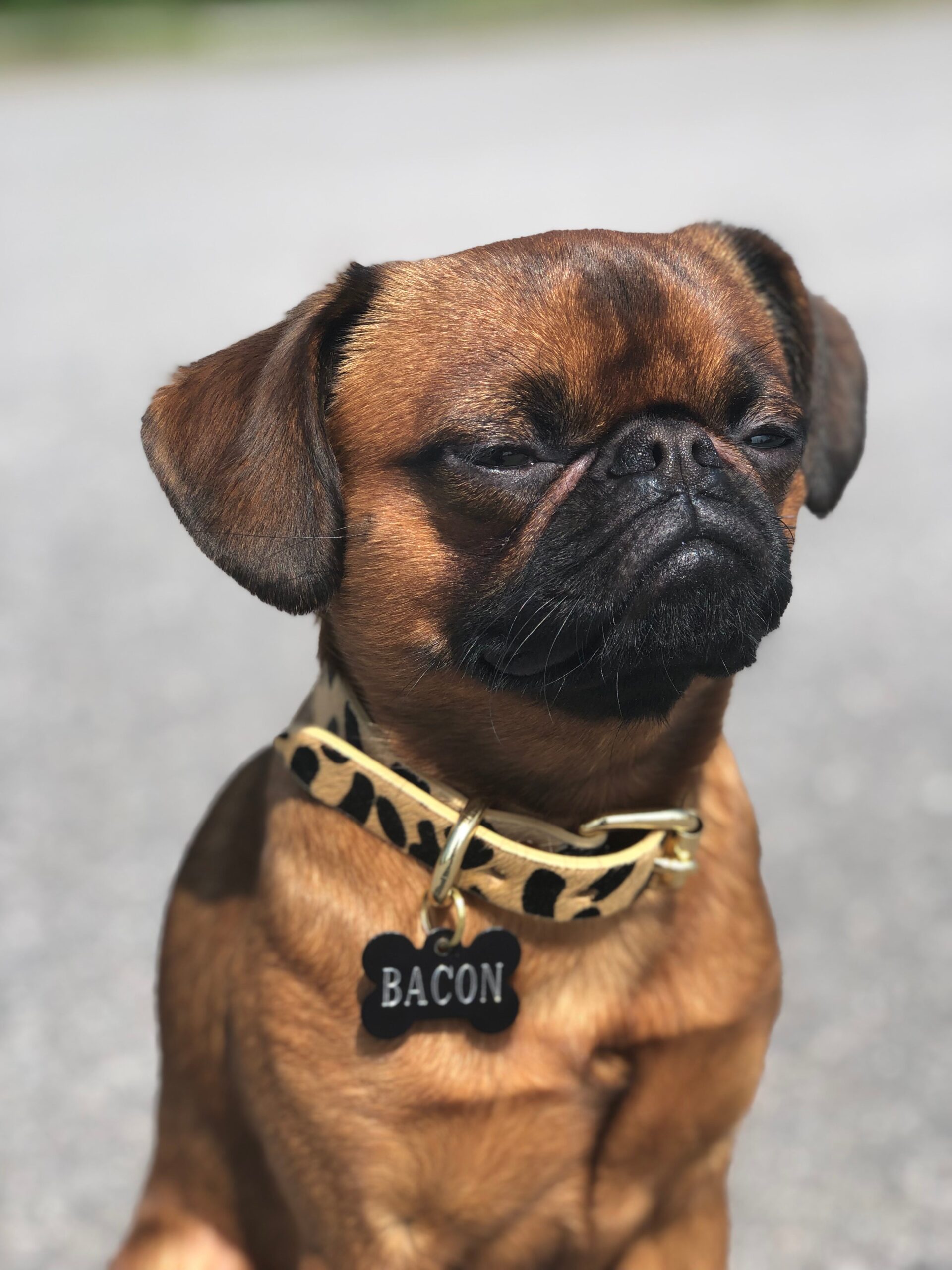 Collier pour chien léopard