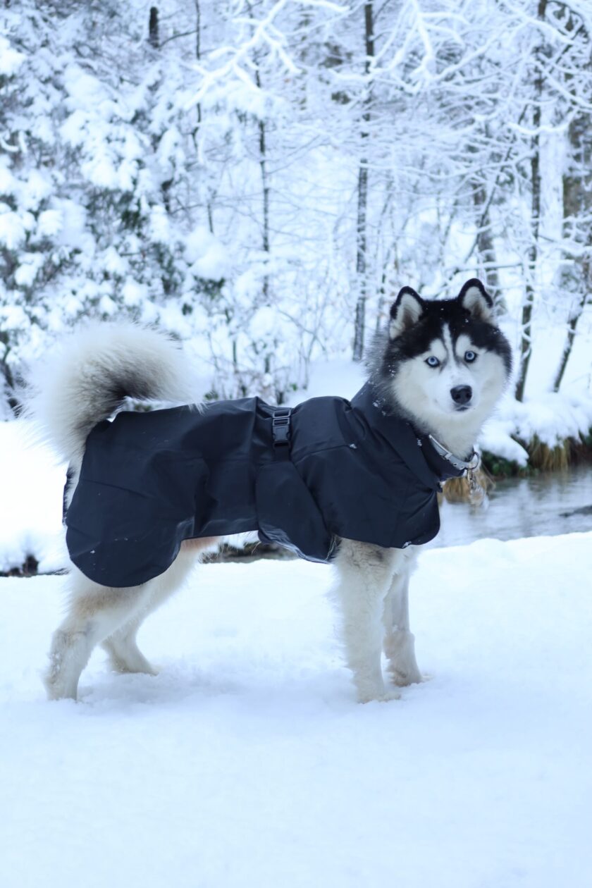 Imperméable réfléchissant pour chien - Noir