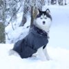 Imperméable réfléchissant pour chien - Noir