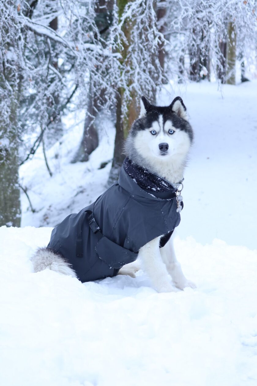 Imperméable réfléchissant pour chien - Noir