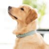Collier pour chien Croco Baby Blue