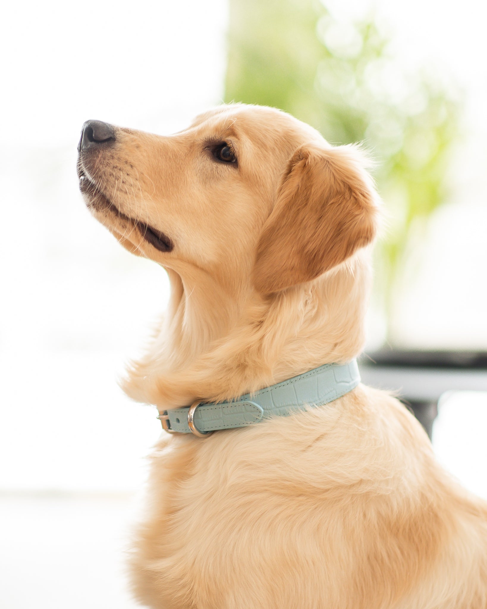 Collier pour chien Croco Baby Blue