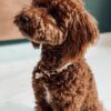 Collier pour chien léopard