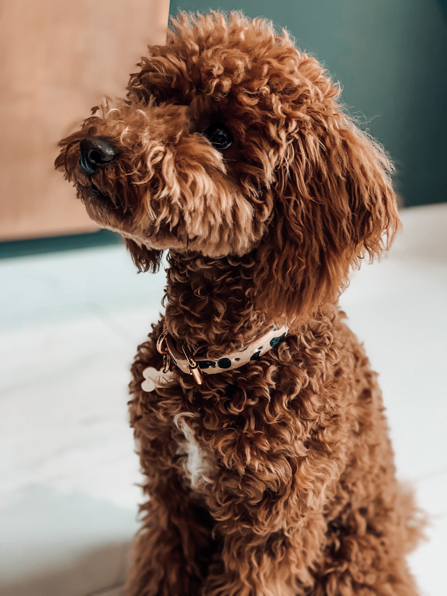 Collier pour chien léopard