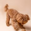 Coco Ball