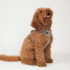 Harnais pour chien Elma  ( 2 coloris )