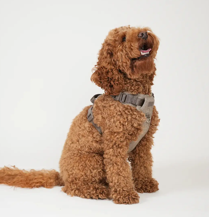 Harnais pour chien Elma  ( 2 coloris )