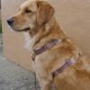 Harnais Cloud Lite ( 7 coloris ) waterproof sunny tails