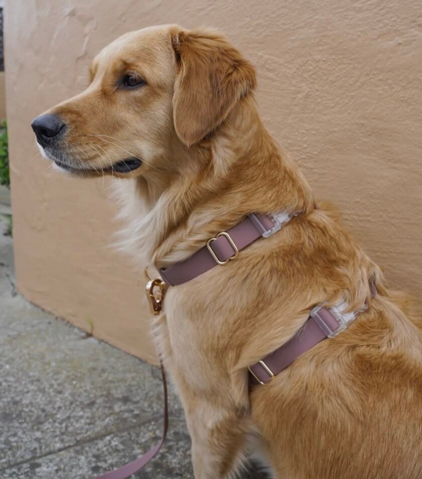 Harnais Cloud Lite ( 7 coloris ) waterproof sunny tails