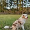 Harnais Cloud Lite ( 7 coloris ) waterproof sunny tails
